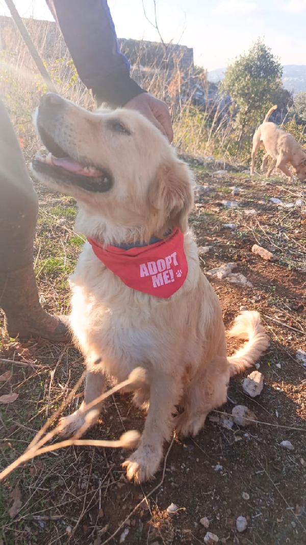 River, un amore di Simil Golden Retreiver Foto 3